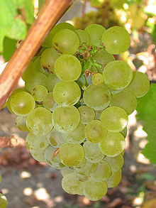 <pre>2014 Sauvignon Blanc Napa Valley Half Bottle</pre>